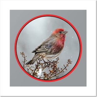 House Finch in Snow Photograph Posters and Art